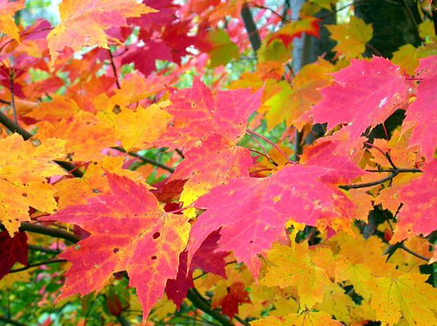 Autumn Colour