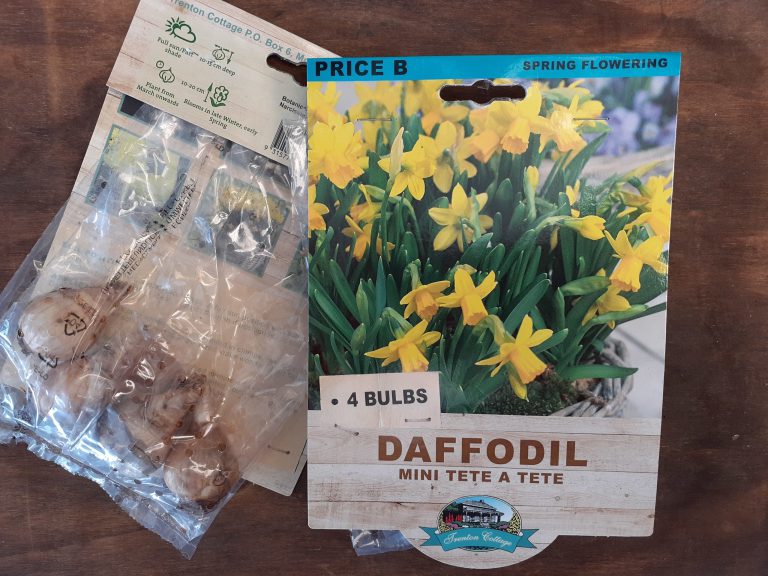Daffodil - Mini Tete a Tete - Bulbs