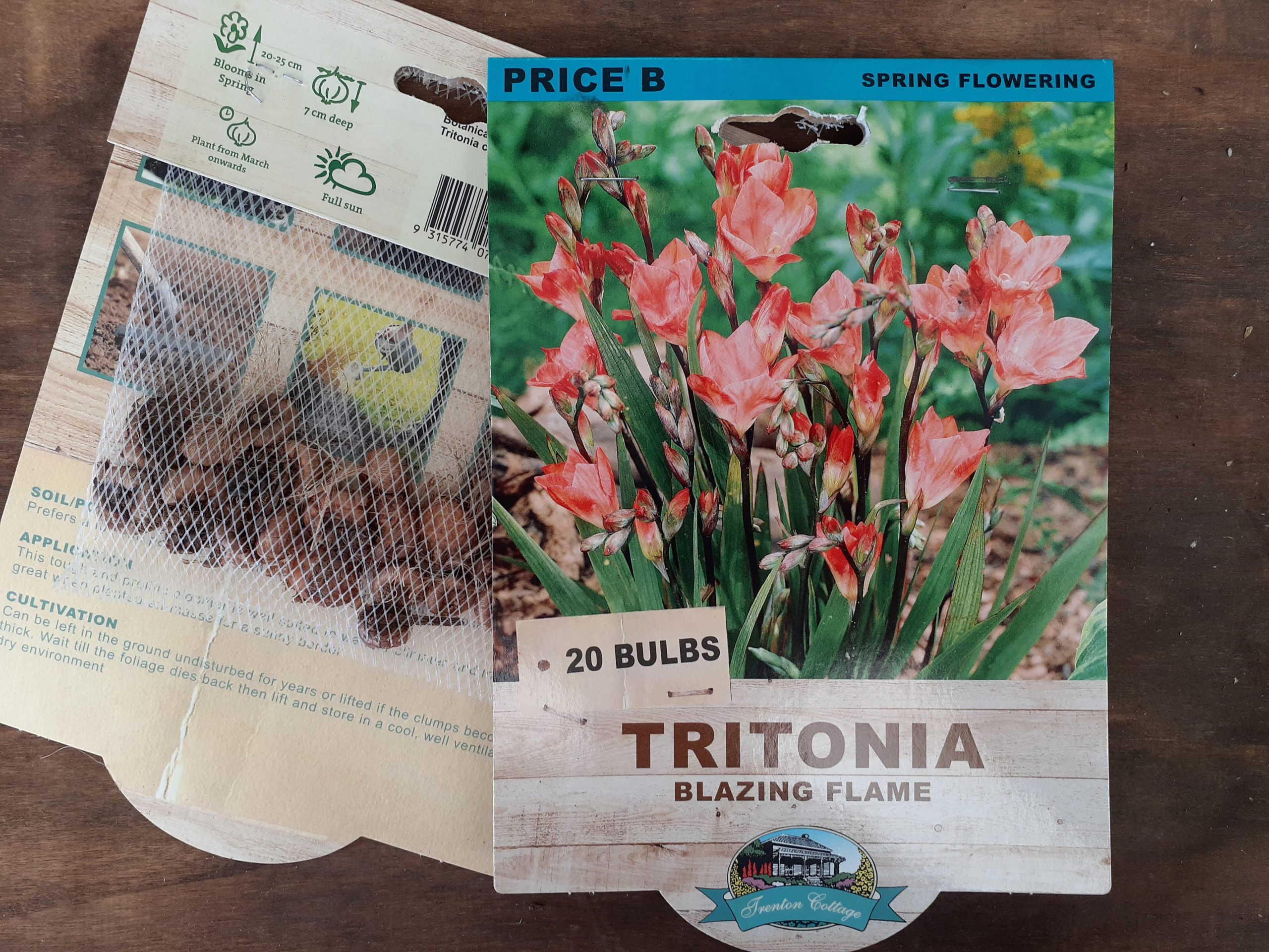 Tritonia - Tango Blend - Bulbs - Guildford Garden Centre