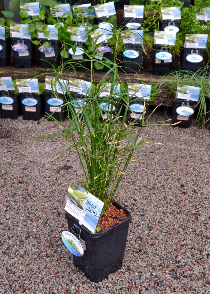Cyperus - Umbrella Grass Dwarf