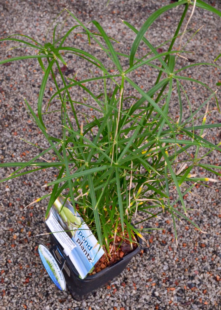 Cyperus - Umbrella Grass Dwarf - Image 2