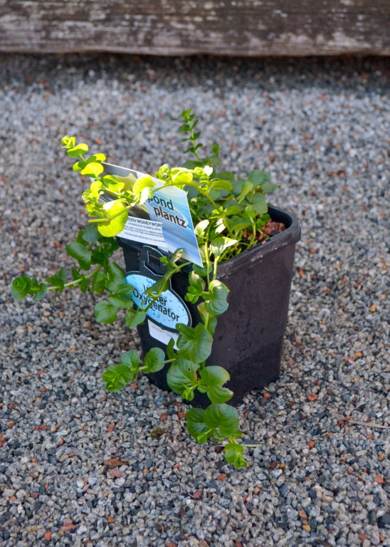 Lysimachia - Green Moneywort