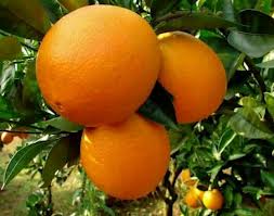 Orange - Navel Leng