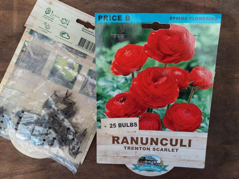 Ranunculi - Trenton Scarlet - Bulbs