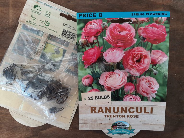 Ranunculi - Trenton Rose - Bulbs