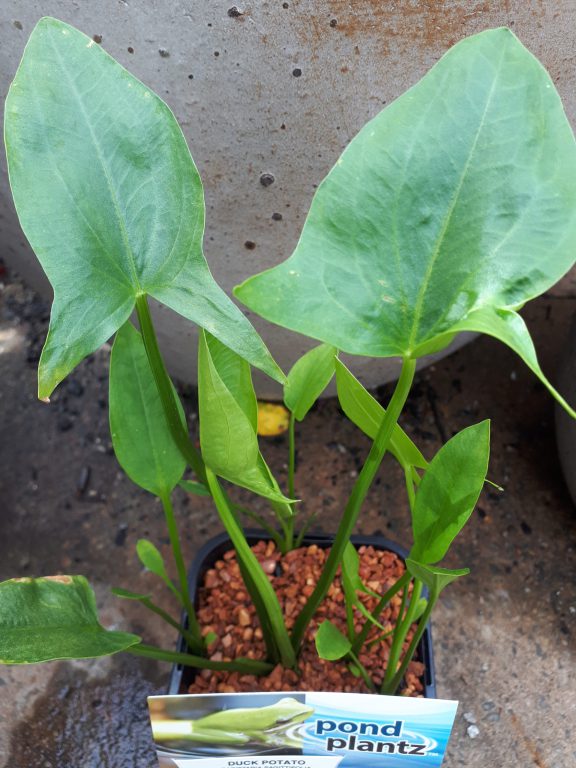 Sagittaria - Duck Potato