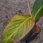 Canna - Tricolour - Image 2