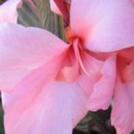 Canna - Tricolour - Image 3