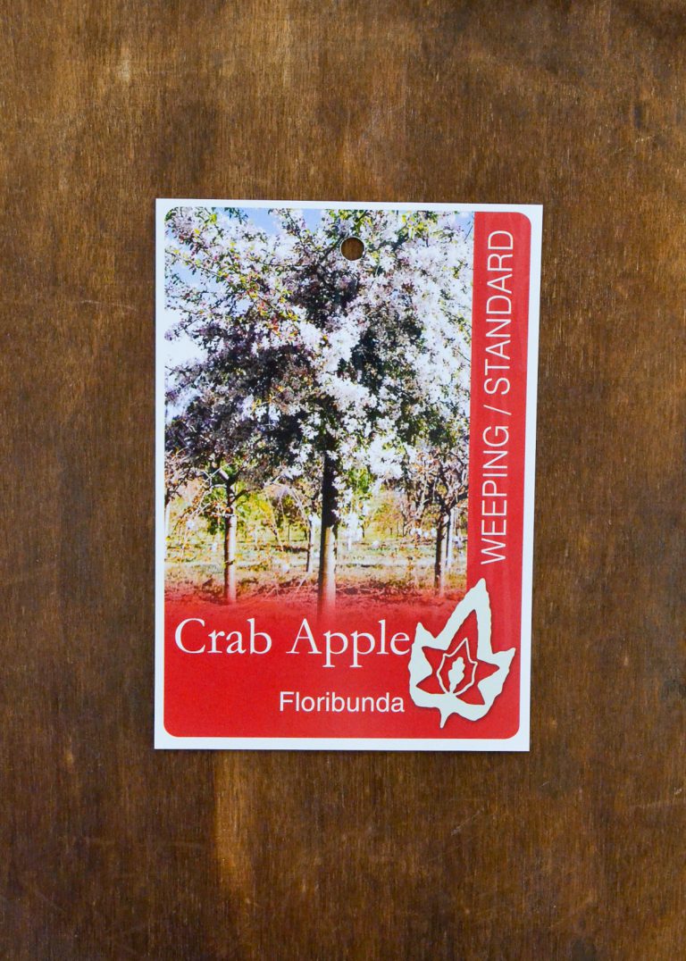 Crab Apple Standard Floribunda Guildford Garden Centre