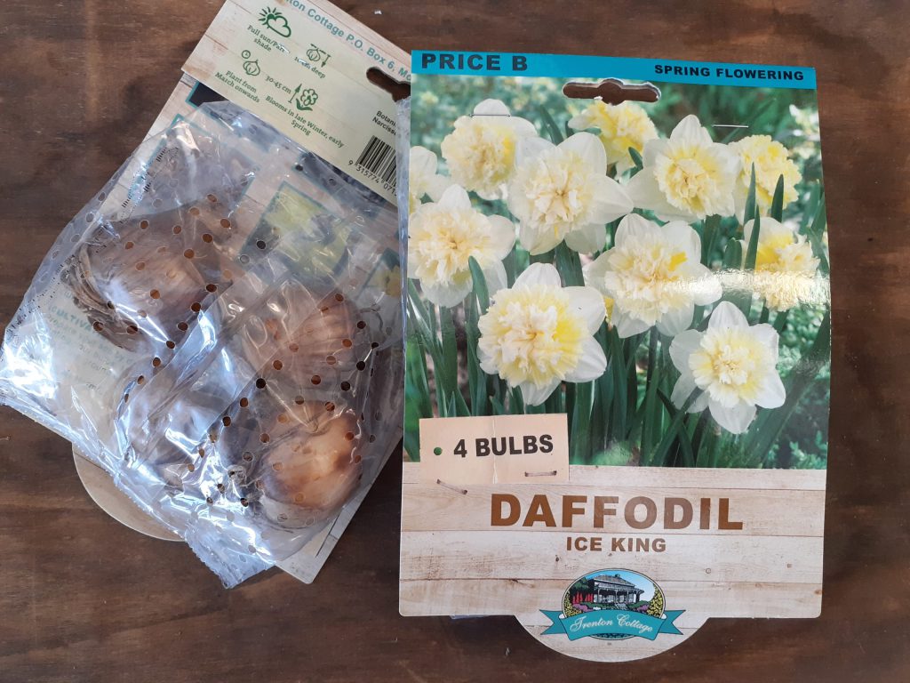 Daffodil - Ice King - Bulbs - Guildford Garden Centre