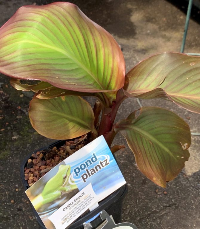 Canna edulis - Edible Water Canna