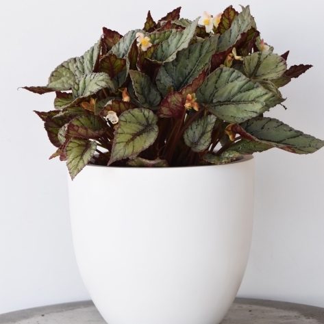 Begonia Beleaf - Guildford Garden Centre