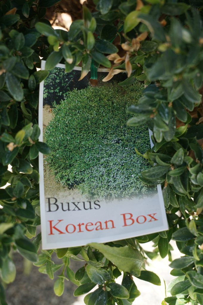 Buxus - Korean Box