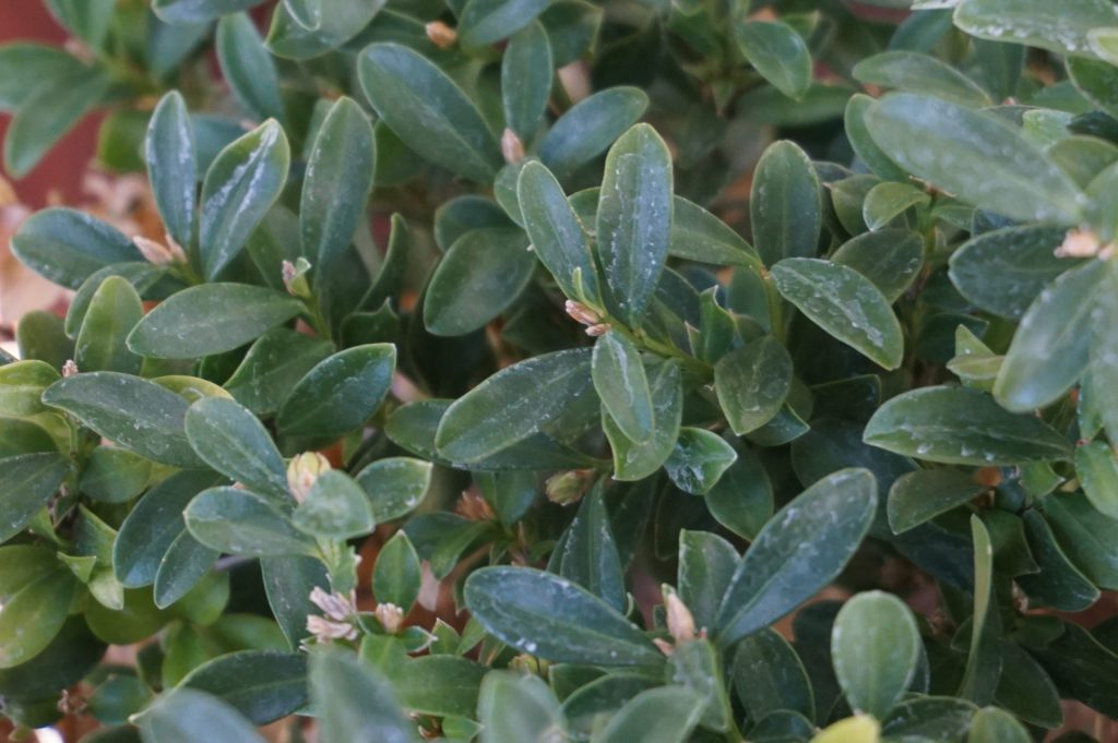 Buxus - Korean Box - Image 2