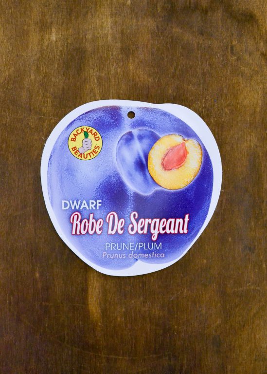 Plum - Robe de Sergeant (Prune) Dwarf