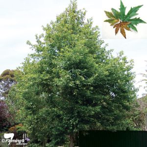 Plane Tree - Oriental - Bare Root - Guildford Garden Centre