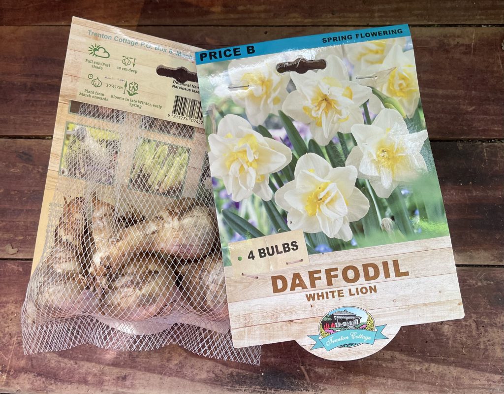 Daffodil - White Lion - Bulbs