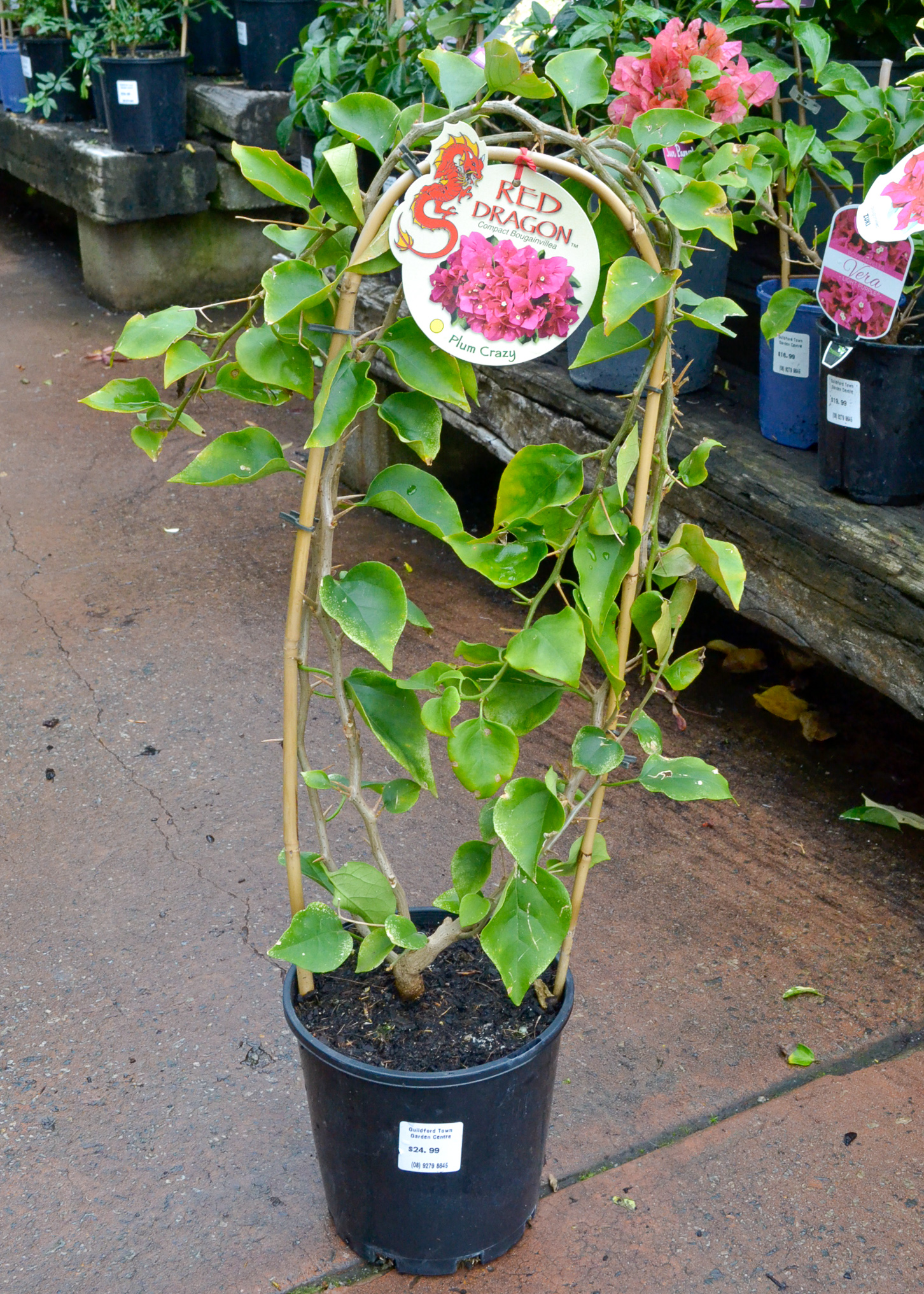 Bougainvillea - Plum Crazy - Image 2