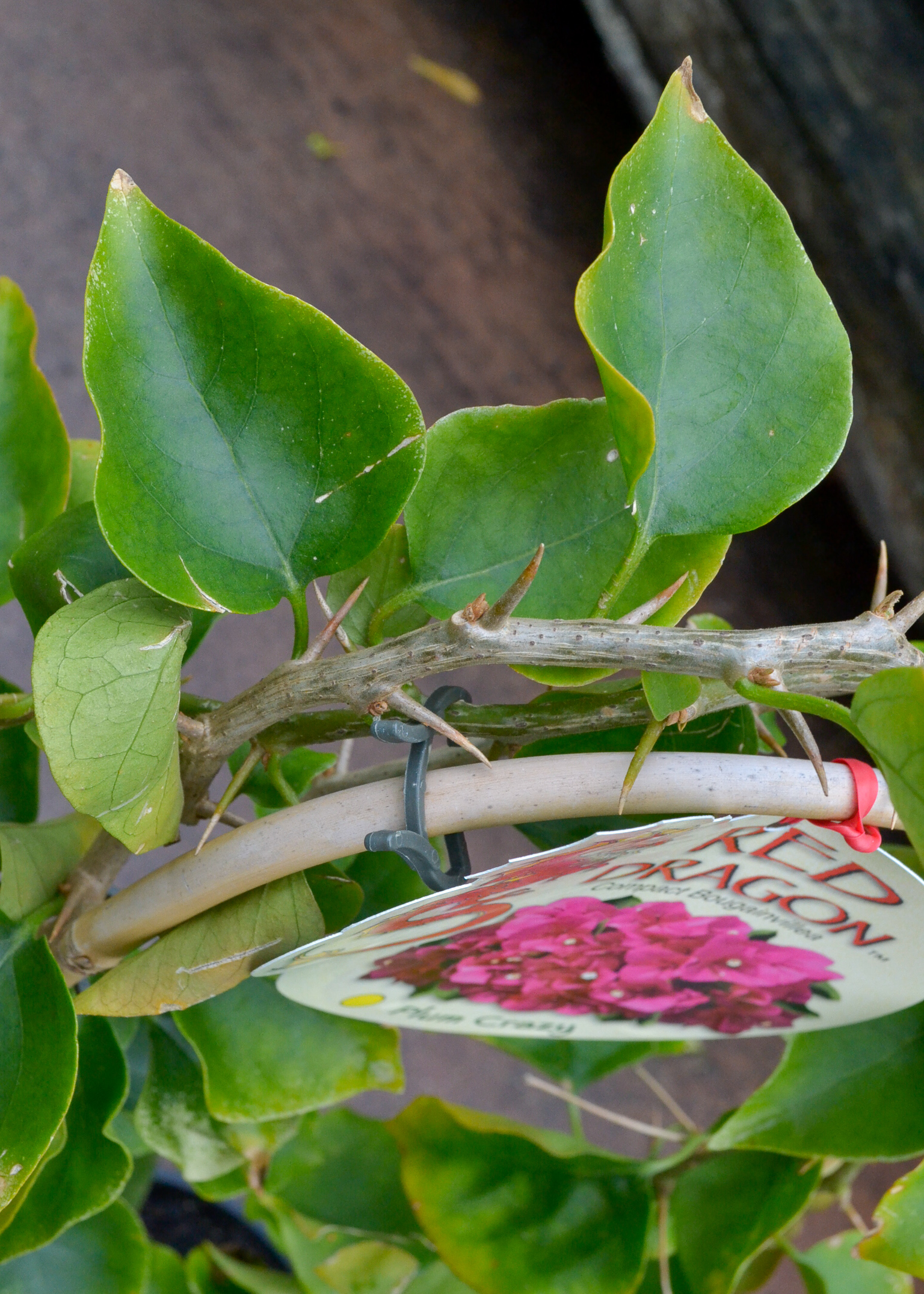 Bougainvillea - Plum Crazy - Image 3