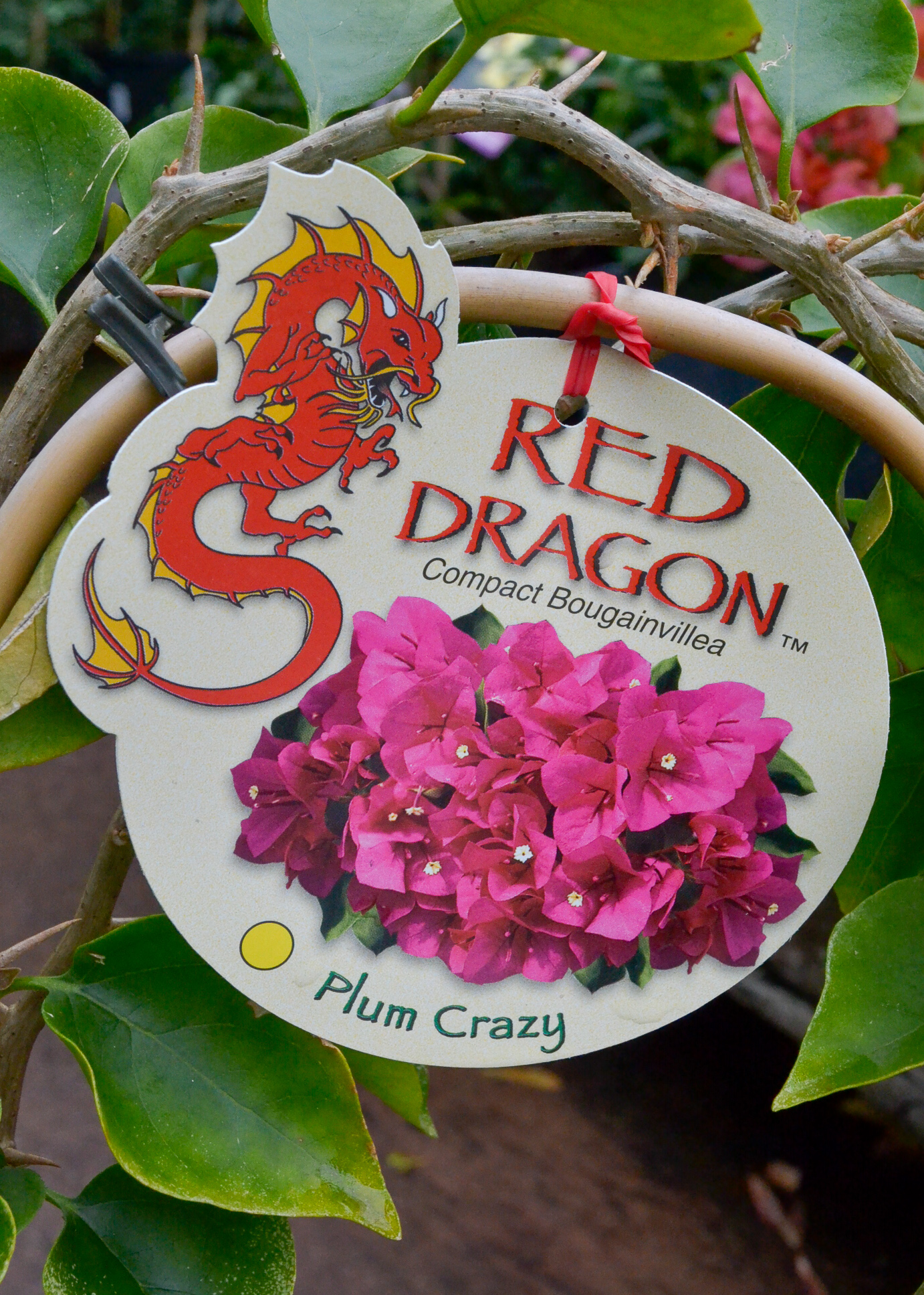Bougainvillea - Plum Crazy - Image 4