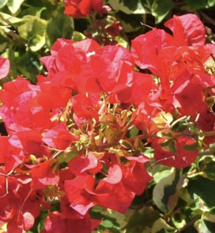 Bougainvillea - Bambino® - Jezebel