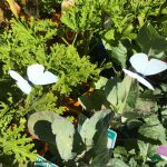 Cabbage Moth Deterrent - Image 2