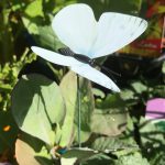 Cabbage Moth Deterrent - Image 3