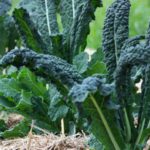 Kale - Tuscan Cavolo Nero - Diggers Seeds - Image 3