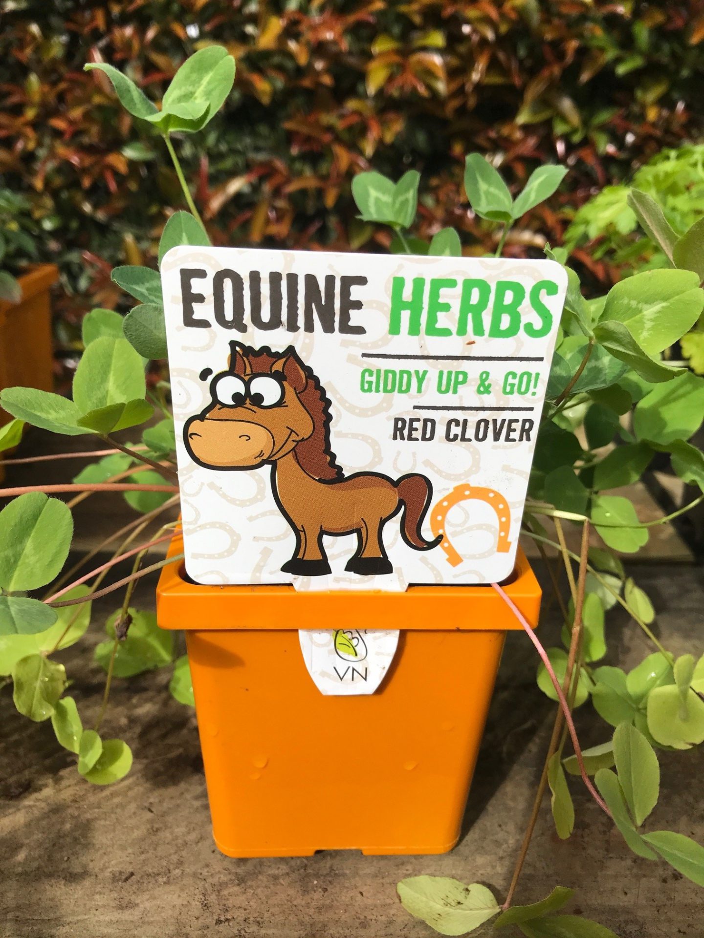 Red Clover Renaissance Herbs Perth Garden Centre