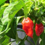 Chilli - Naga Viper  - Renaissance Herbs - Image 2