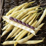 Bean - Australian Butter - Diggers Seeds - Image 3