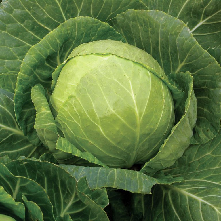 Cabbage - Mini - Diggers Seeds - Image 3