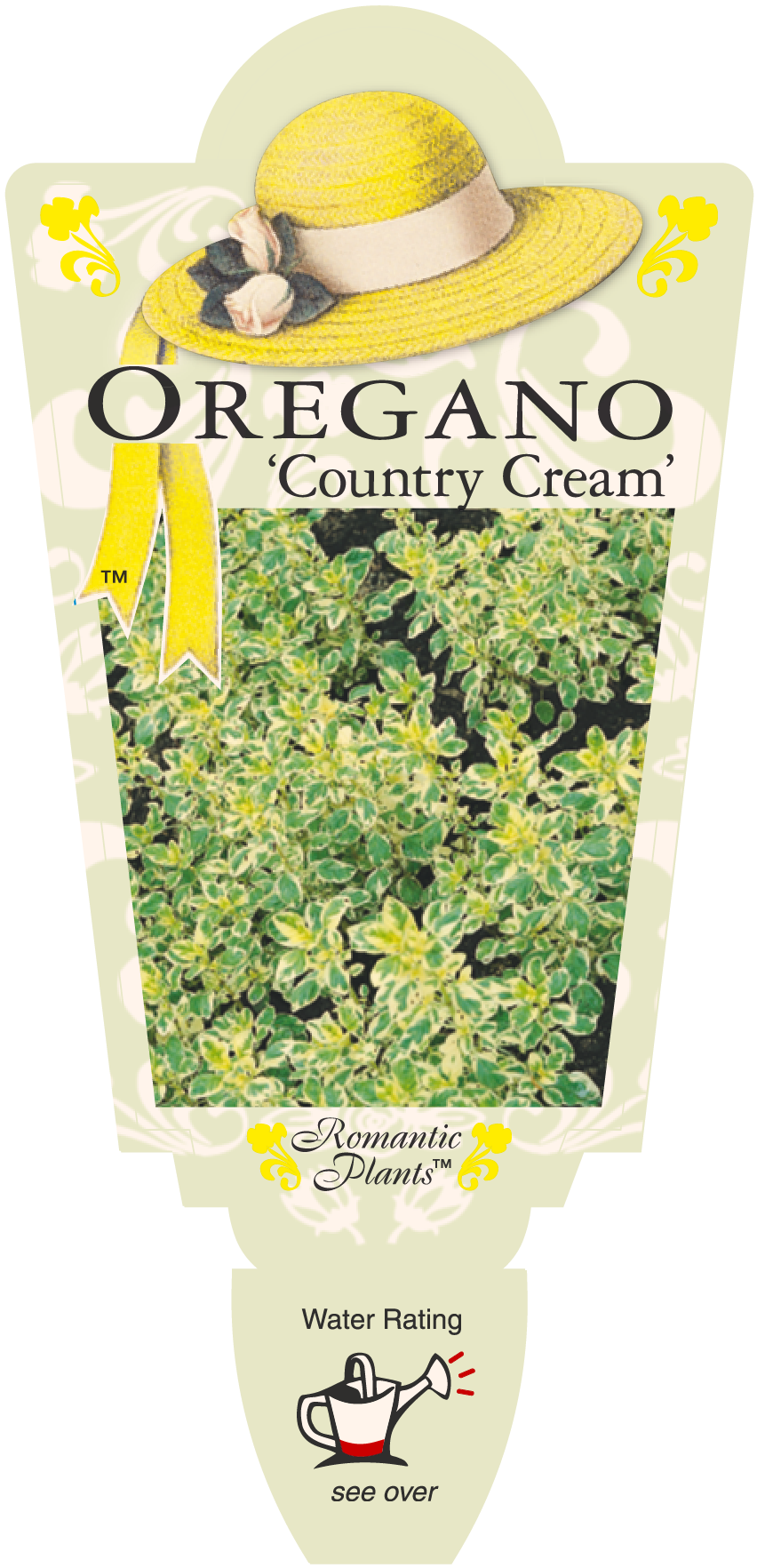 Oregano - Country Cream - Renaissance Herbs - Image 3