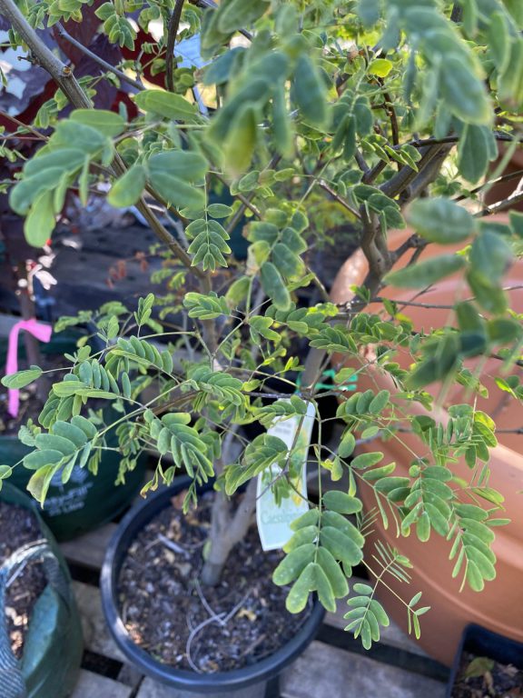 Leopard Tree - Caesalpinia ferrea