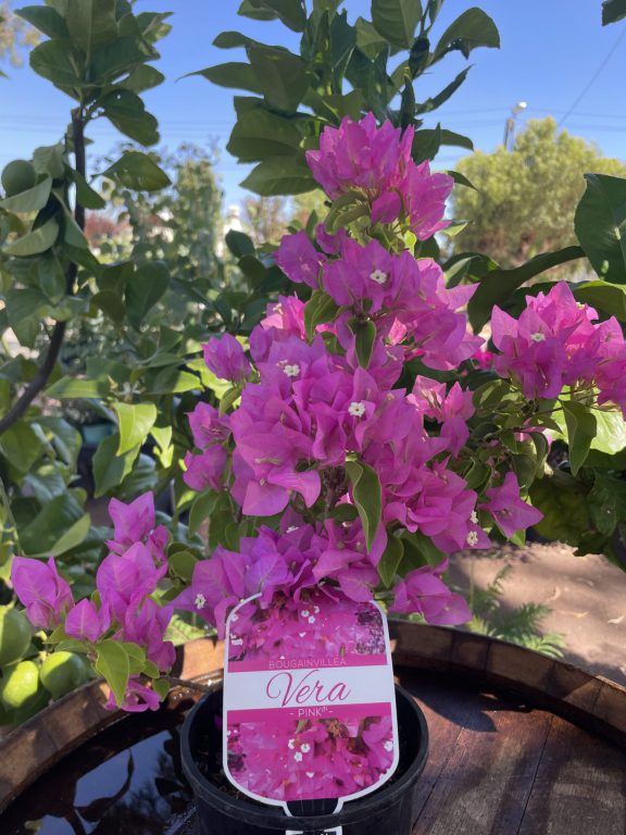 Bougainvillea - Vera - Pink