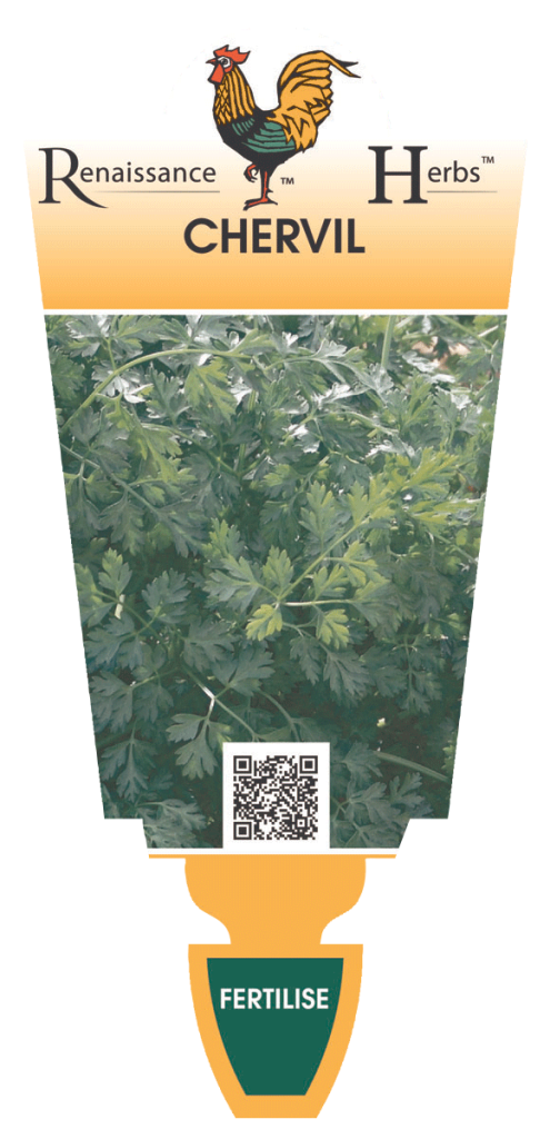 Chervil  - Renaissance Herbs