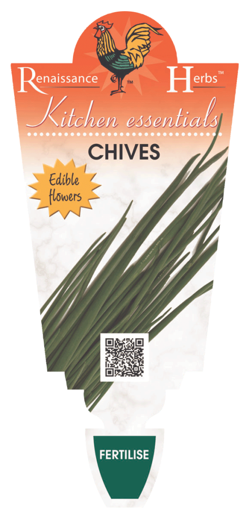 Chives - Onion - Renaissance Herbs - Image 2