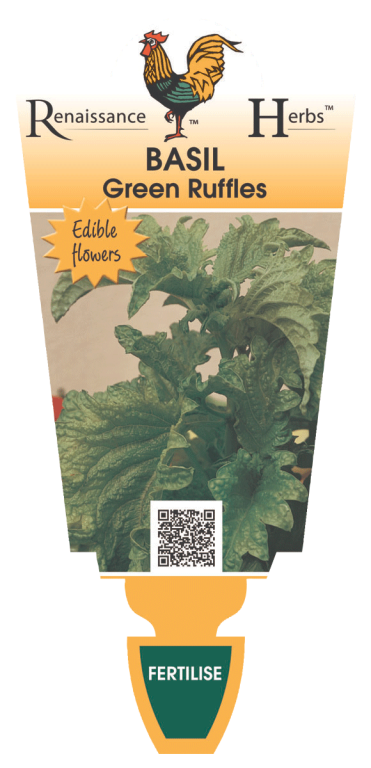 Basil - Green Ruffles  - Renaissance Herbs