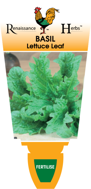 Basil - Lettuce Leaf - Renaissance Herbs
