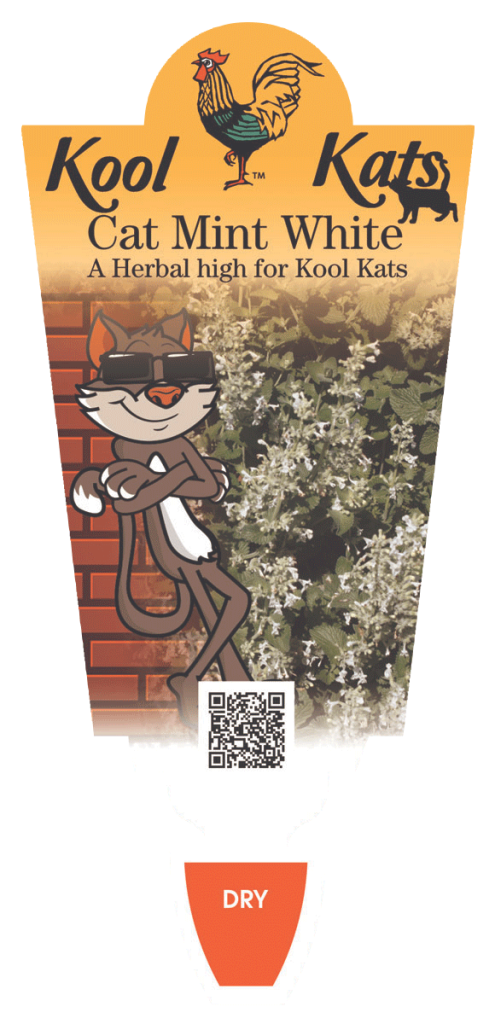 Cat Mint - White  - Renaissance Herbs