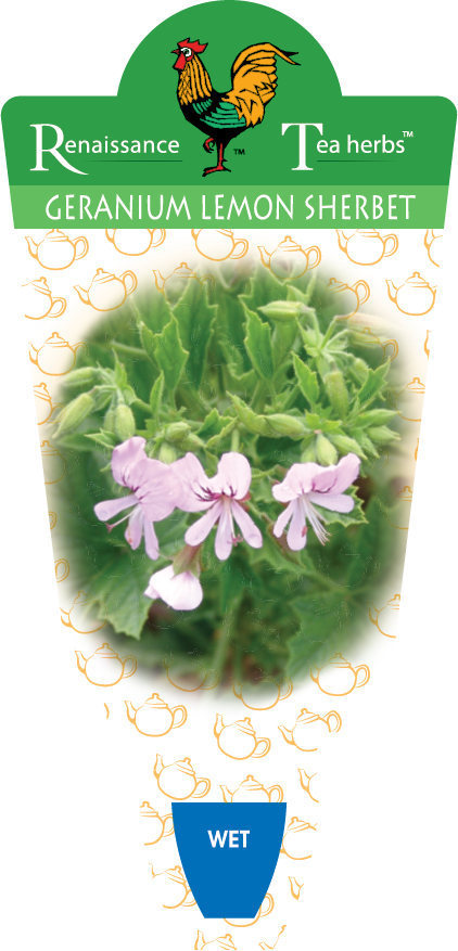 Geranium - Lemon Sherbet - Renaissance Herbs