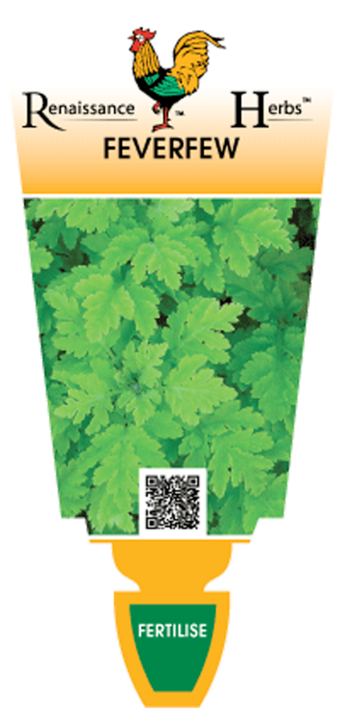 Feverfew - Renaissance Herbs
