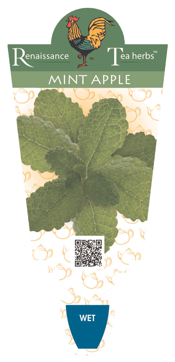 Mint - Apple - Renaissance Herbs