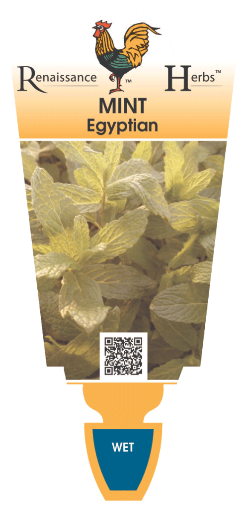 Mint - Egyptian - Renaissance Herbs