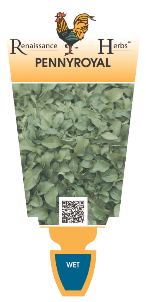 Pennyroyal - Renaissance Herbs