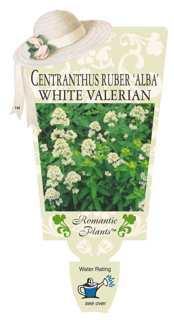 Centranthus Ruber Alba - White Valerian - Romantic Plants