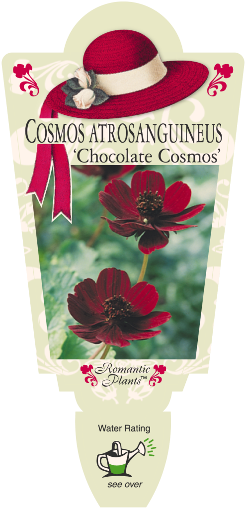 Cosmos - Chocolate Cosmos - Romantic Plants