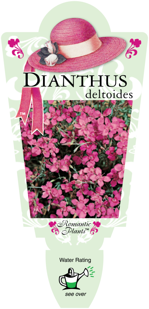 Dianthus deltoides - Romantic Plants