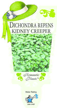 Dichondra repens - Emerald Falls Kidney Creeper - Romantic Plants