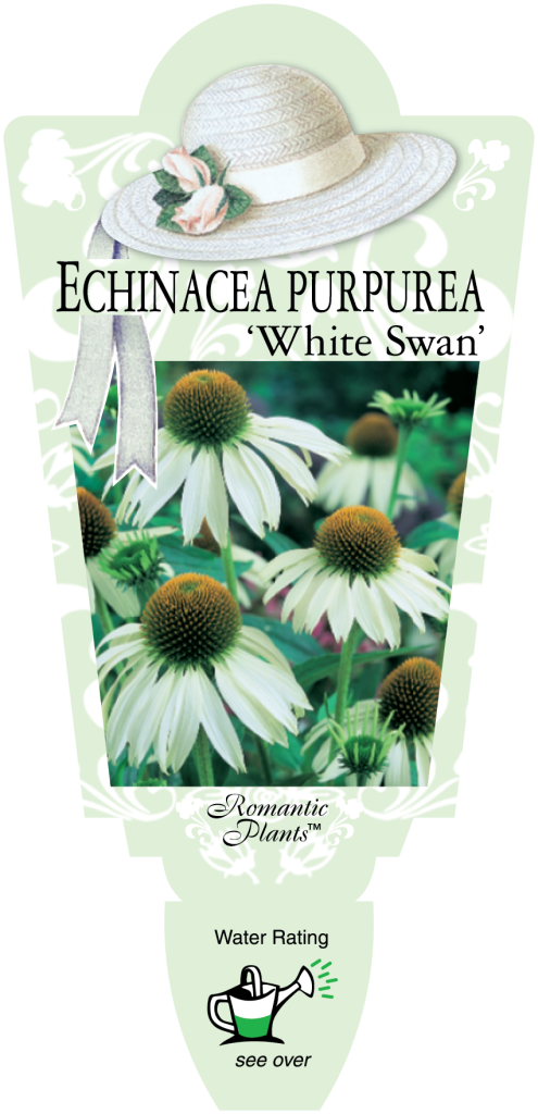 Echinacea - White Swan - Romantic Plants